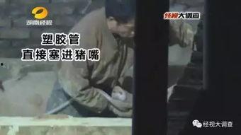 猪灌泥浆爆料视频 第1张 猪灌泥浆爆料视频 第1张